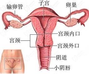 變性手術(shù)整形醫(yī)院?jiǎn)栐兠赓M(fèi)平臺(tái)